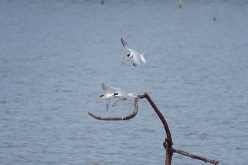 Little Tern Isanuma Sun, 6/5/2016