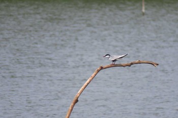 Whiskered Tern Isanuma Sun, 6/5/2016