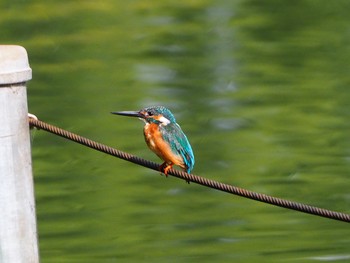 Common Kingfisher 善福寺公園 Sun, 8/30/2020