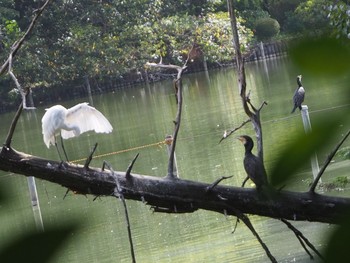 カワウ 善福寺公園 2020年8月30日(日)