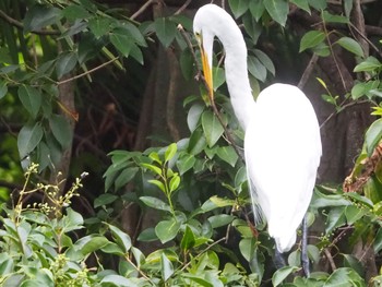 Unknown Species 善福寺公園 Sun, 8/30/2020