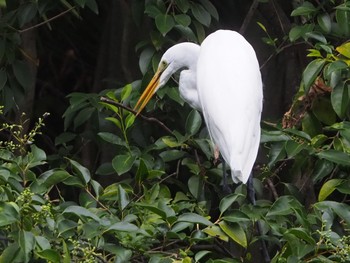 Unknown Species 善福寺公園 Sun, 8/30/2020