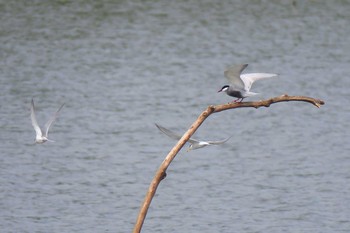 Whiskered Tern Isanuma Sun, 6/5/2016