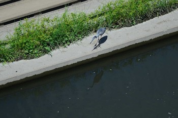 Grey Heron 柏尾川 Sun, 8/30/2020