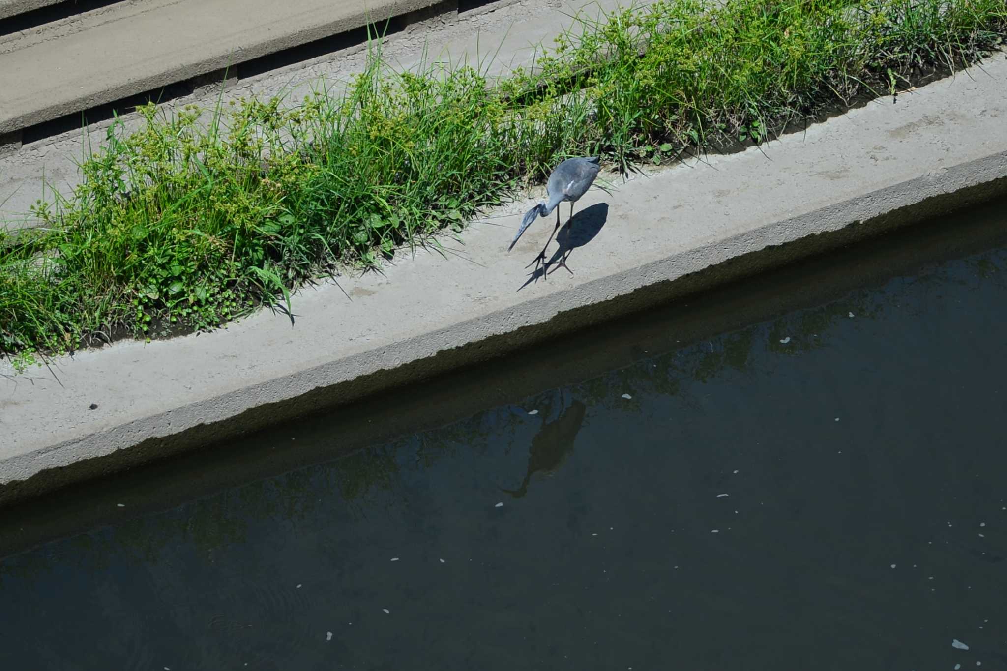 Photo of Grey Heron at 柏尾川 by Bouen-omoi