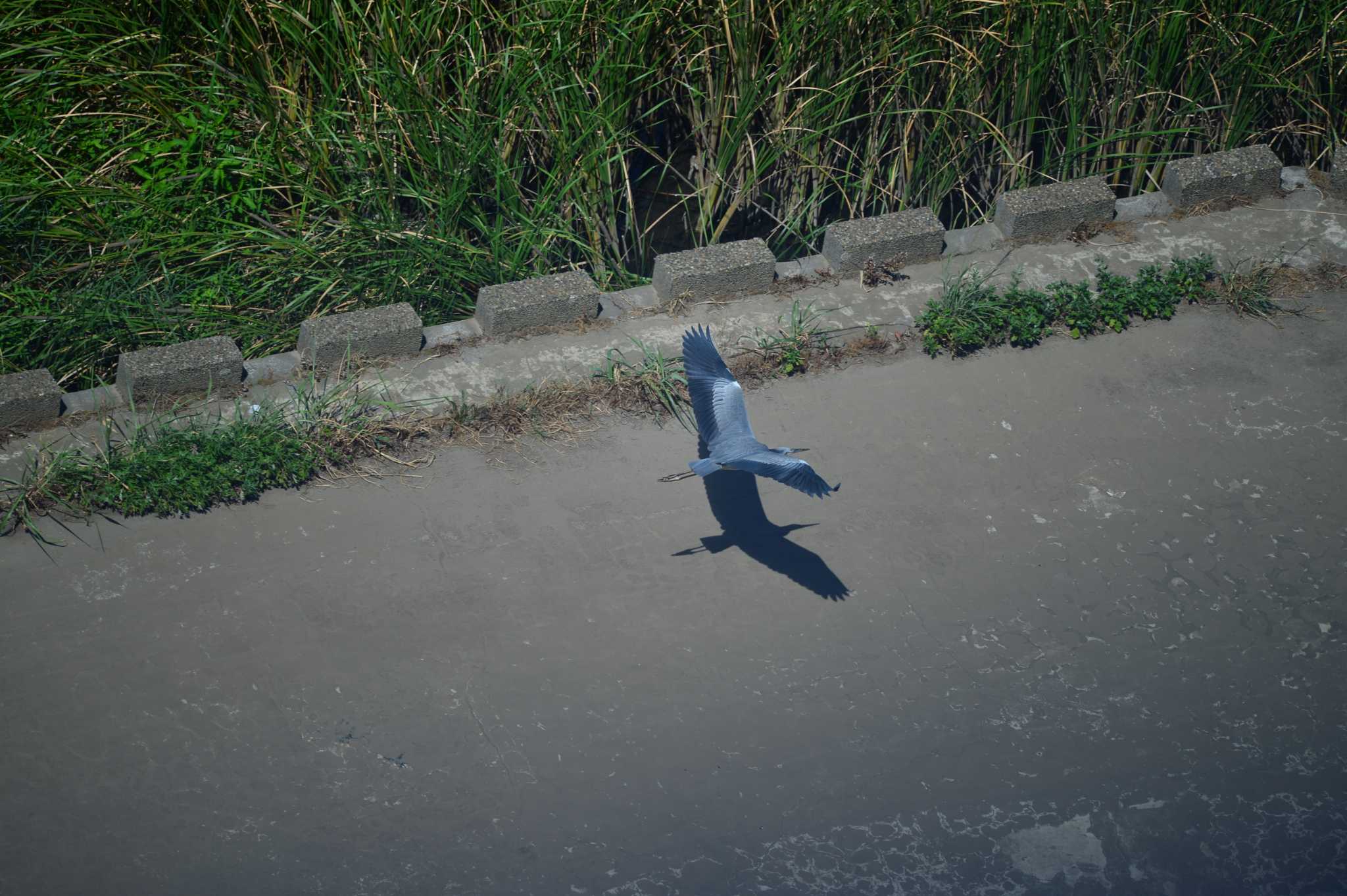 Photo of Grey Heron at 柏尾川 by Bouen-omoi