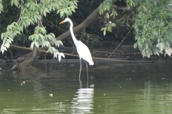 Great Egret Ukima Park Sun, 8/30/2020