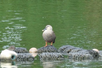 カルガモ 都立浮間公園 2020年8月30日(日)