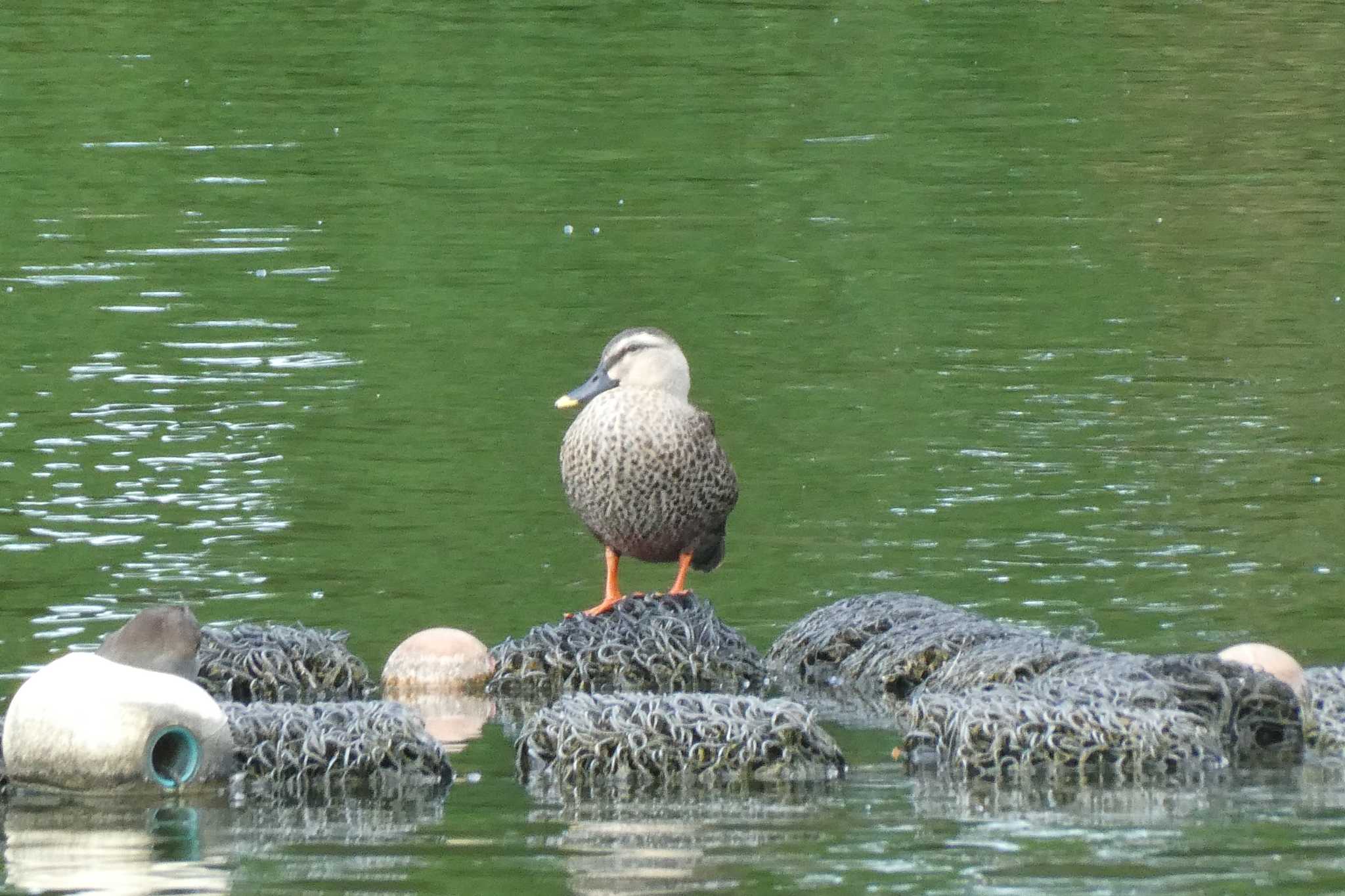 都立浮間公園 カルガモの写真 by Kirin-Kita