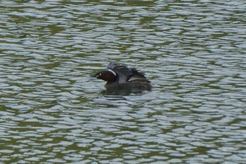 カイツブリ 都立浮間公園 2020年8月30日(日)