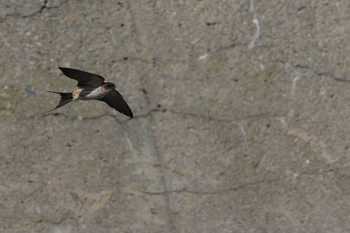 Red-rumped Swallow Hegura Island Thu, 5/5/2016