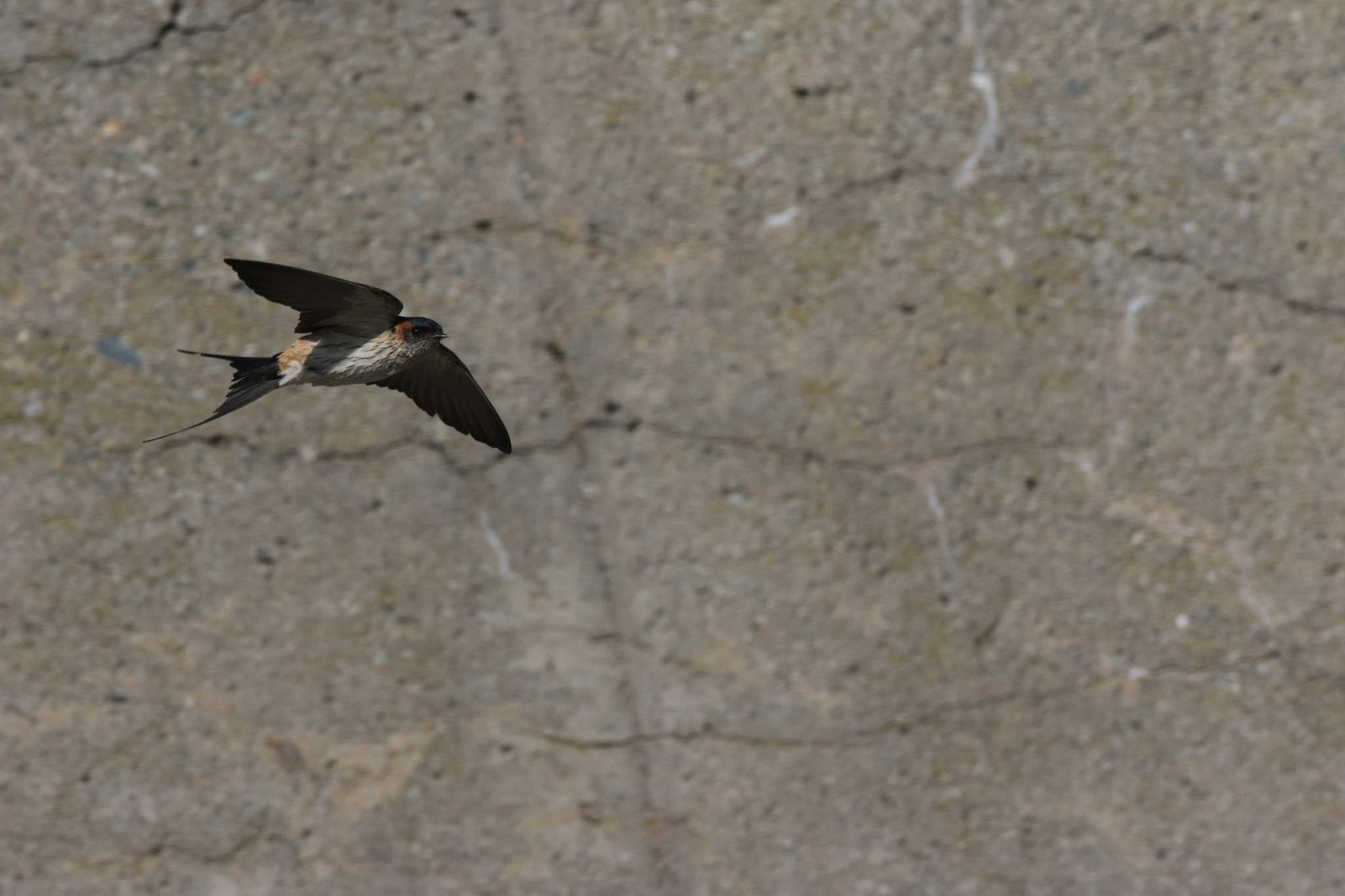 Red-rumped Swallow