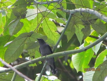 Lesser Cuckooshrike