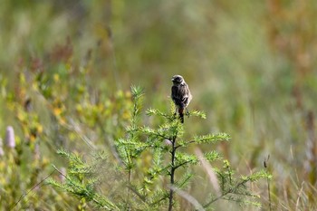 Amur Stonechat Senjogahara Marshland Sun, 8/30/2020