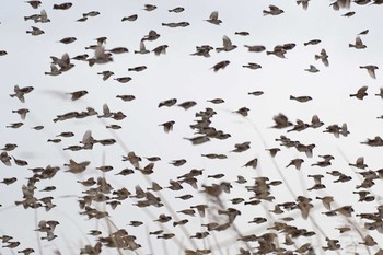 Eurasian Tree Sparrow Unknown Spots Thu, 12/28/2017