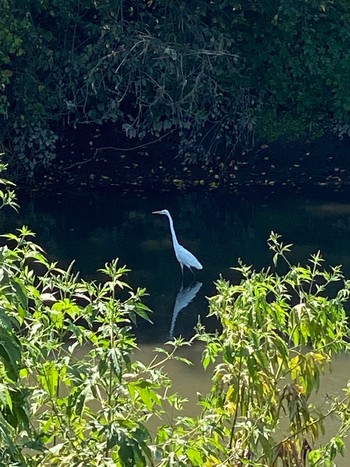 Sun, 8/30/2020 Birding report at 芝川第一調節池(芝川貯水池)