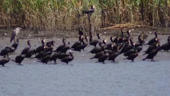 カワウ 東京港野鳥公園 2020年8月30日(日)