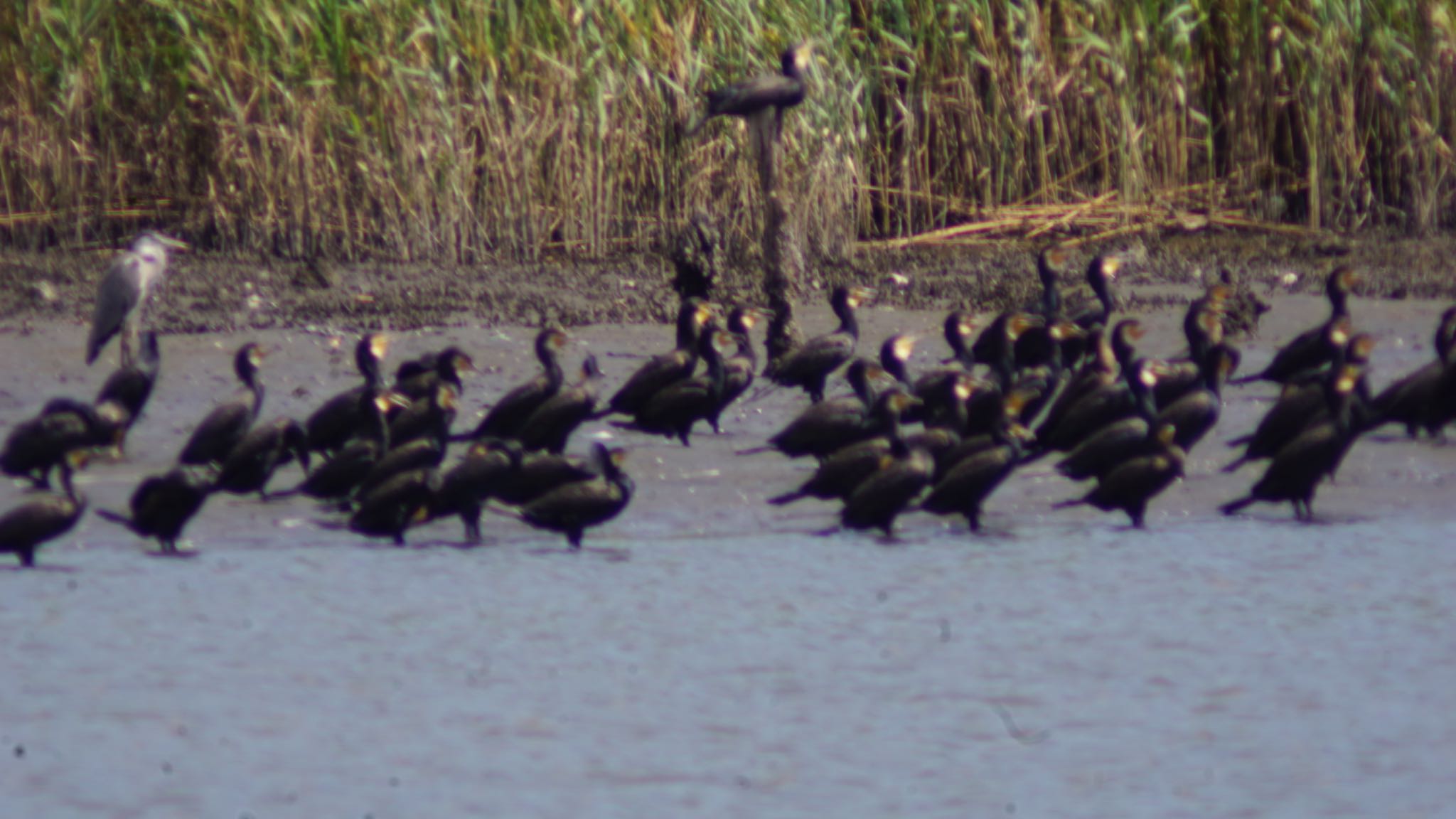 東京港野鳥公園 カワウの写真 by ツピ太郎