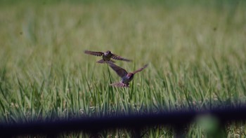 スズメ 芝川第一調節池(芝川貯水池) 2020年8月30日(日)