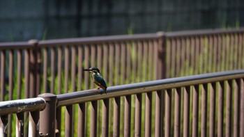 カワセミ 芝川第一調節池(芝川貯水池) 2020年8月30日(日)