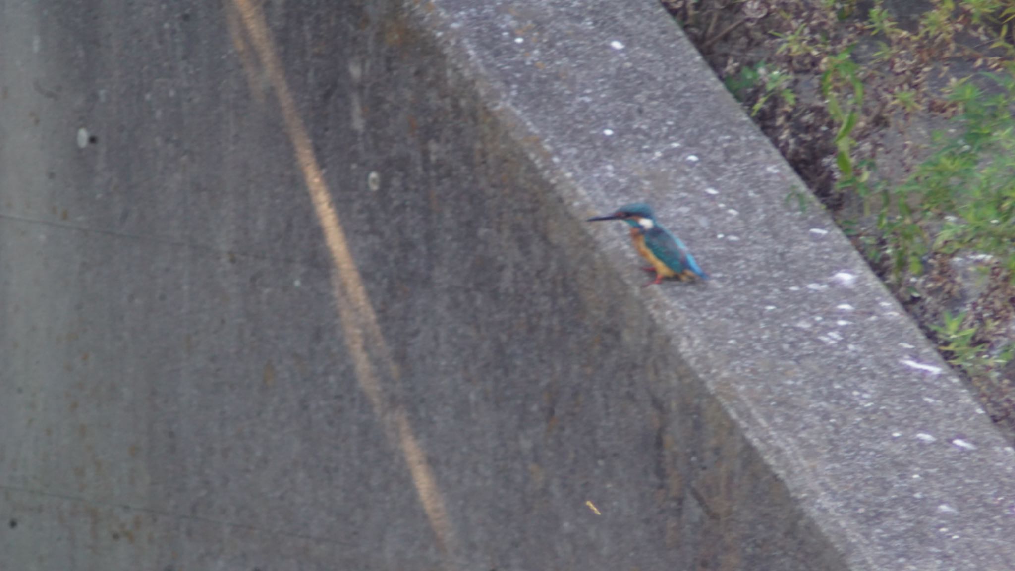 芝川第一調節池(芝川貯水池) カワセミの写真 by 鳥散歩