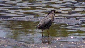 ササゴイ 東京港野鳥公園 2020年8月30日(日)