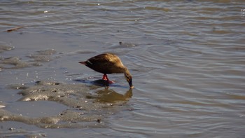 カルガモ 東京港野鳥公園 2020年8月30日(日)