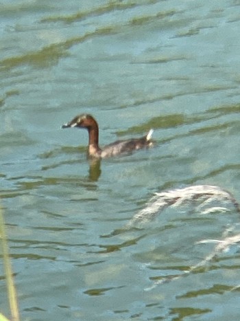 Sun, 8/30/2020 Birding report at Tokyo Port Wild Bird Park