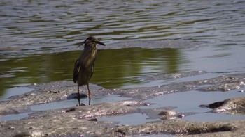 ササゴイ 東京港野鳥公園 2020年8月30日(日)