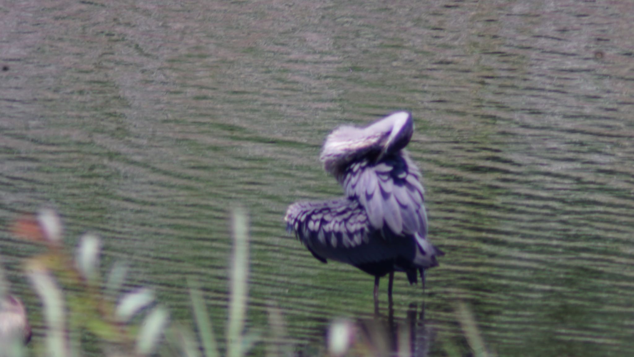 東京港野鳥公園 アオサギの写真 by 鳥散歩