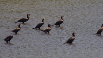 カワウ 東京港野鳥公園 2020年8月30日(日)