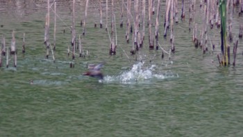 カイツブリ 東京港野鳥公園 2020年8月30日(日)