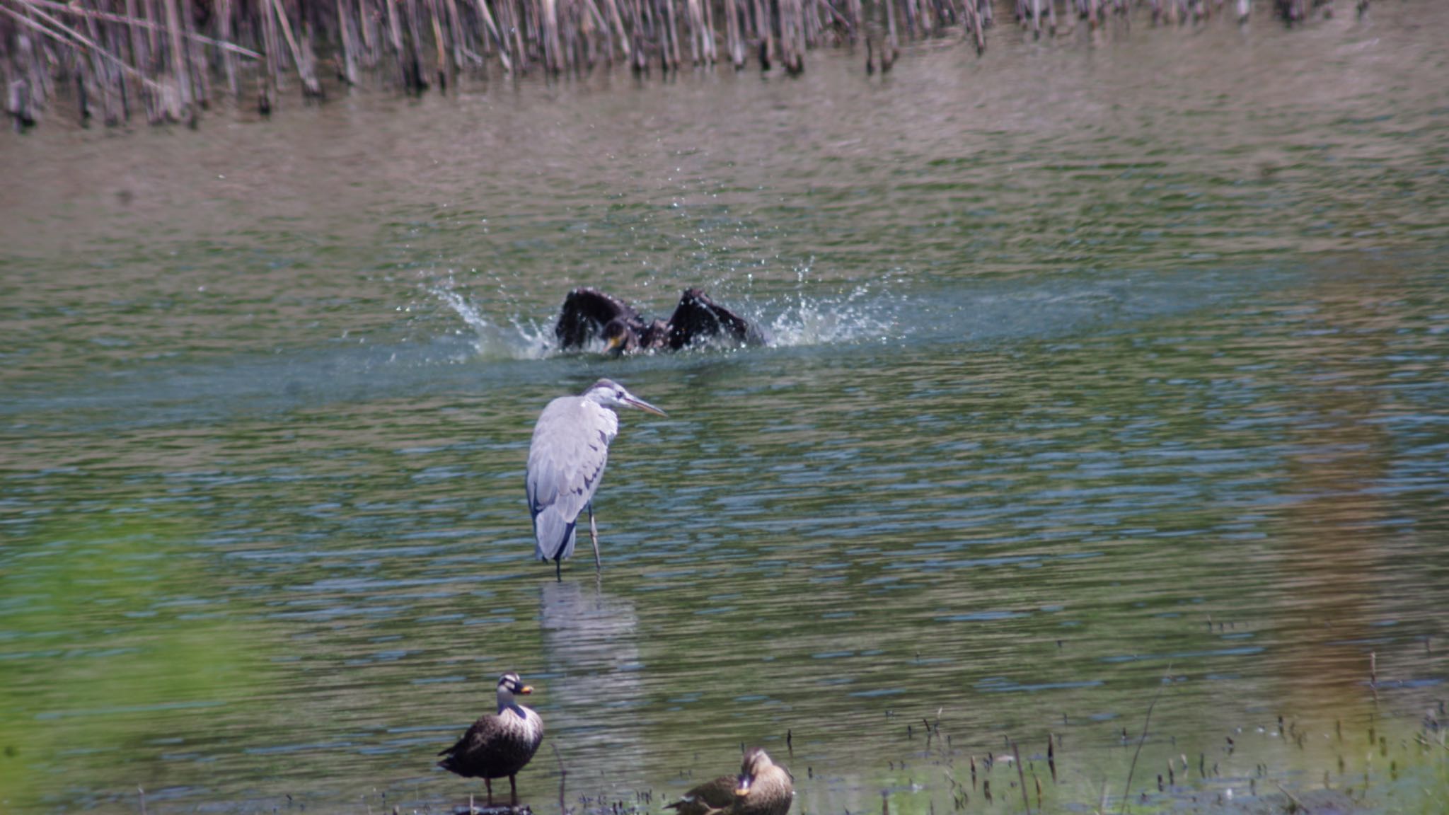 東京港野鳥公園 アオサギの写真