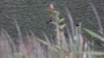 カイツブリ 東京港野鳥公園 2020年8月30日(日)