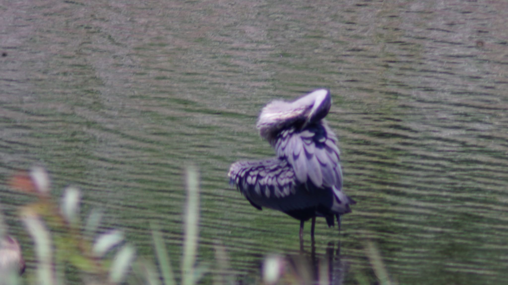 東京港野鳥公園 アオサギの写真 by ツピ太郎