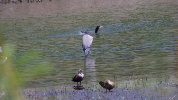 アオサギ 東京港野鳥公園 2020年8月30日(日)