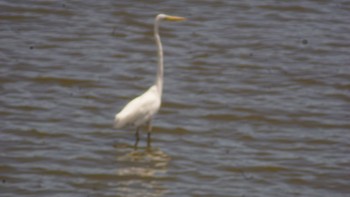 ダイサギ 東京港野鳥公園 2020年8月30日(日)