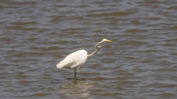 ダイサギ 東京港野鳥公園 2020年8月30日(日)