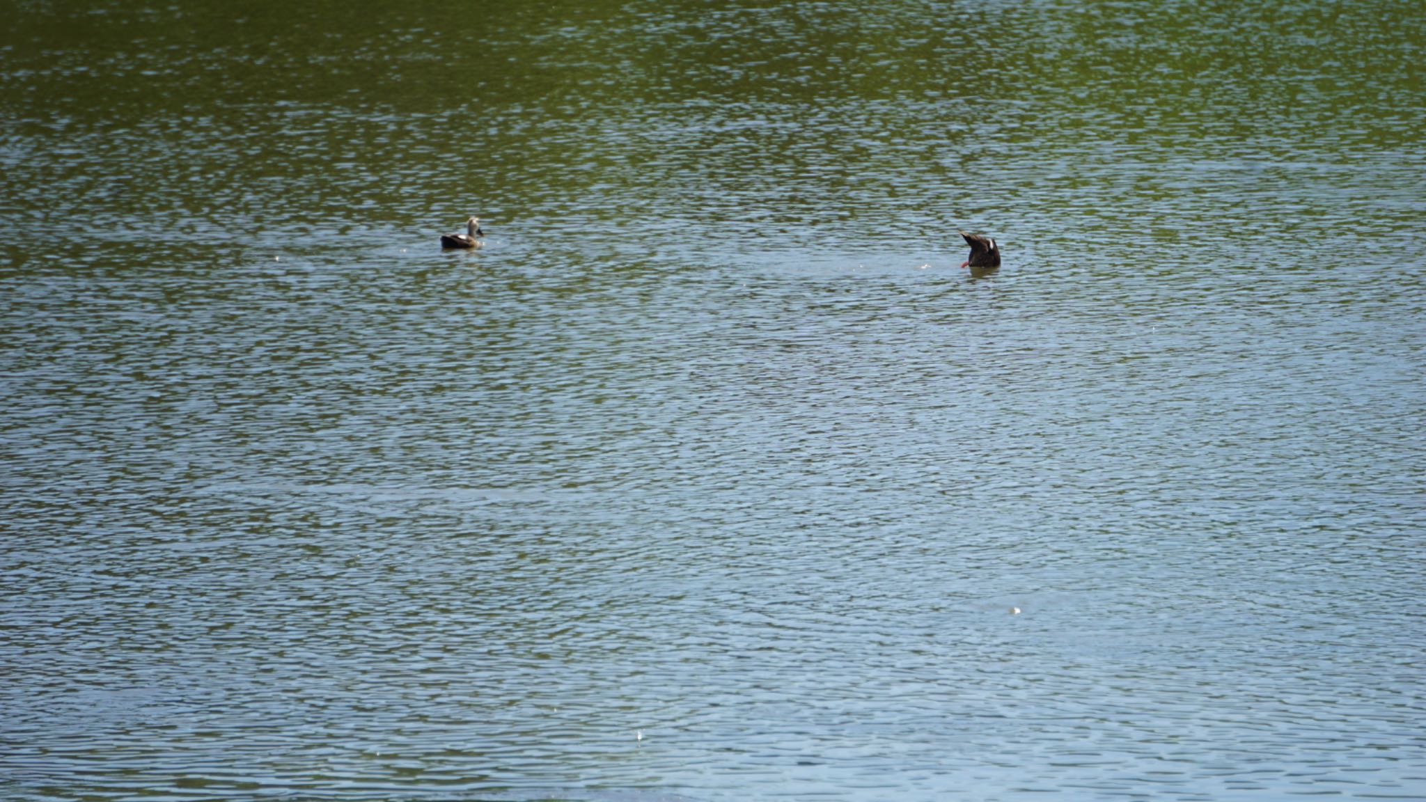 東京港野鳥公園 カルガモの写真