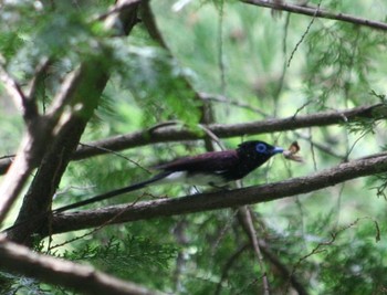 サンコウチョウ 毛呂山町 2016年6月5日(日)