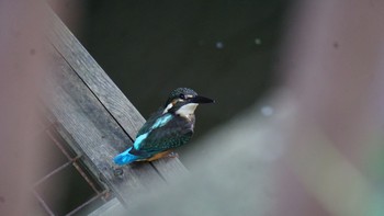 カワセミ 芝川第一調節池(芝川貯水池) 2020年8月30日(日)