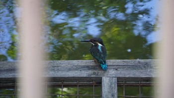 カワセミ 芝川第一調節池(芝川貯水池) 2020年8月30日(日)