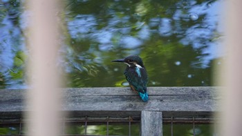 カワセミ 芝川第一調節池(芝川貯水池) 2020年8月30日(日)