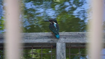 カワセミ 芝川第一調節池(芝川貯水池) 2020年8月30日(日)