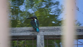 カワセミ 芝川第一調節池(芝川貯水池) 2020年8月30日(日)