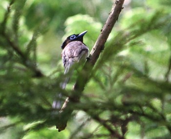 サンコウチョウ 毛呂山町 2016年6月5日(日)