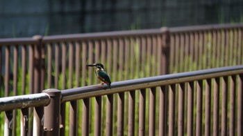 カワセミ 芝川第一調節池(芝川貯水池) 2020年8月30日(日)