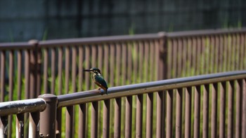 カワセミ 芝川第一調節池(芝川貯水池) 2020年8月30日(日)