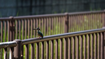 カワセミ 芝川第一調節池(芝川貯水池) 2020年8月30日(日)