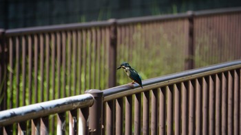 カワセミ 芝川第一調節池(芝川貯水池) 2020年8月30日(日)